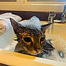 cat, wet_cat, bath, bubble_bath, bathtub, foam, soap_bubbles, faucet, bathroom, towel, window, indoor, pet, feline, whiskers, ears, eyes, portrait, grooming, funny