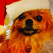 Hattie joined the competition — help win amazing prizes! dog, santa_hat, pet, fur, closeup, holiday, festive, cozy, brown, cute, animal, portrait, indoor, christmas, adorable, fluffy, canine, warm_lighting, whiskers, holiday_season