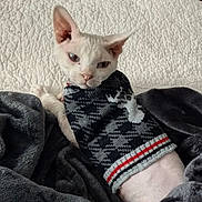 Sye joined the competition — help win amazing prizes! cat, white_cat, pet, animal, feline, sweater, knitwear, blanket, bed, cozy, indoors, portrait, close_up, resting, lying_down, sitting, blue_eyes, pink_nose, soft_fur, home