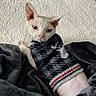 cat, white_cat, pet, animal, feline, sweater, knitwear, blanket, bed, cozy, indoors, portrait, close_up, resting, lying_down, sitting, blue_eyes, pink_nose, soft_fur, home