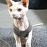 animal, black_background, cable, carpet, cat, ears, eyes, floor, front_paws, hairless_cat, harness, indoors, pet, photography, portrait, rug, sphynx_cat, standing, tail, whiskers