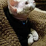 Sye is registered to the contest to win money with this photo: animal, black_clothing, blanket, cat, close_up, collar, cozy, hairless_cat, home, indoor, knitted_blanket, large_ears, paws, pet, portrait, relaxed, sitting, sphynx_cat, textured_fabric, white_cat