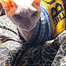 Sye joined the competition — help win amazing prizes! animal, bed, blanket, blue_eyes, camouflage, cat, close_up, clothing, cozy, cute, hairless_cat, indoors, large_ears, pet, portrait, serious, sphynx_cat, sunlight, sweater, textured_fabric