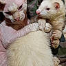 Ptolemy is registered to the contest to win money with this photo: cat, ferret, hairless_cat, animal, pet, cuddling, companions, close_up, portrait, indoors, bed, blanket, fluffy, pink_skin, white_fur, large_ears, whiskers, relaxed, cute, funny