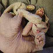 Ptolemy is registered to the contest to win money with this photo: cat, hairless_cat, sphynx_cat, pet, animal, upside_down, lying_down, relaxed, sleepy, paw_pads, wrinkles, pink_skin, fur, couch, cushion, indoor, portrait, close_up, funny, adorable