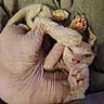 cat, hairless_cat, sphynx_cat, pet, animal, upside_down, lying_down, relaxed, sleepy, paw_pads, wrinkles, pink_skin, fur, couch, cushion, indoor, portrait, close_up, funny, adorable