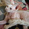Ptolemy is registered to the contest to win money with this photo: cat, hairless_cat, sphynx_cat, pet, animal, wrinkled_skin, large_ears, blue_eyes, white_cat, lying_down, relaxed, close_up, portrait, indoors, bed, quilt, blanket, patchwork, cozy, funny