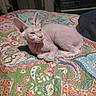 cat, sphynx_cat, hairless_cat, pet, animal, blue_eyes, large_ears, wrinkled_skin, lying_down, resting, bed, quilt, colorful_blanket, bedroom, birdcage, indoor, portrait, close_up, cozy, funny