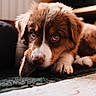 Akali a rejoint le concours — aidez-le/la à gagner de superbes lots ! puppy, dog, brown, white, fur, bone, carpet, indoor, cute, pet, animal, closeup, lying_down, young, adorable, chewing, eyes, whiskers, cozy, home