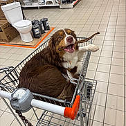 Akali a rejoint le concours — aidez-le/la à gagner de superbes lots ! dog, shopping_cart, hardware_store, tile_floor, stick, pet, brown_dog, white_fur, happy_dog, indoor, aisle, shelf, toilet, plumbing, store, animal, chewing, metal_cart, floor_tiles, retail