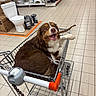 dog, shopping_cart, hardware_store, tile_floor, stick, pet, brown_dog, white_fur, happy_dog, indoor, aisle, shelf, toilet, plumbing, store, animal, chewing, metal_cart, floor_tiles, retail