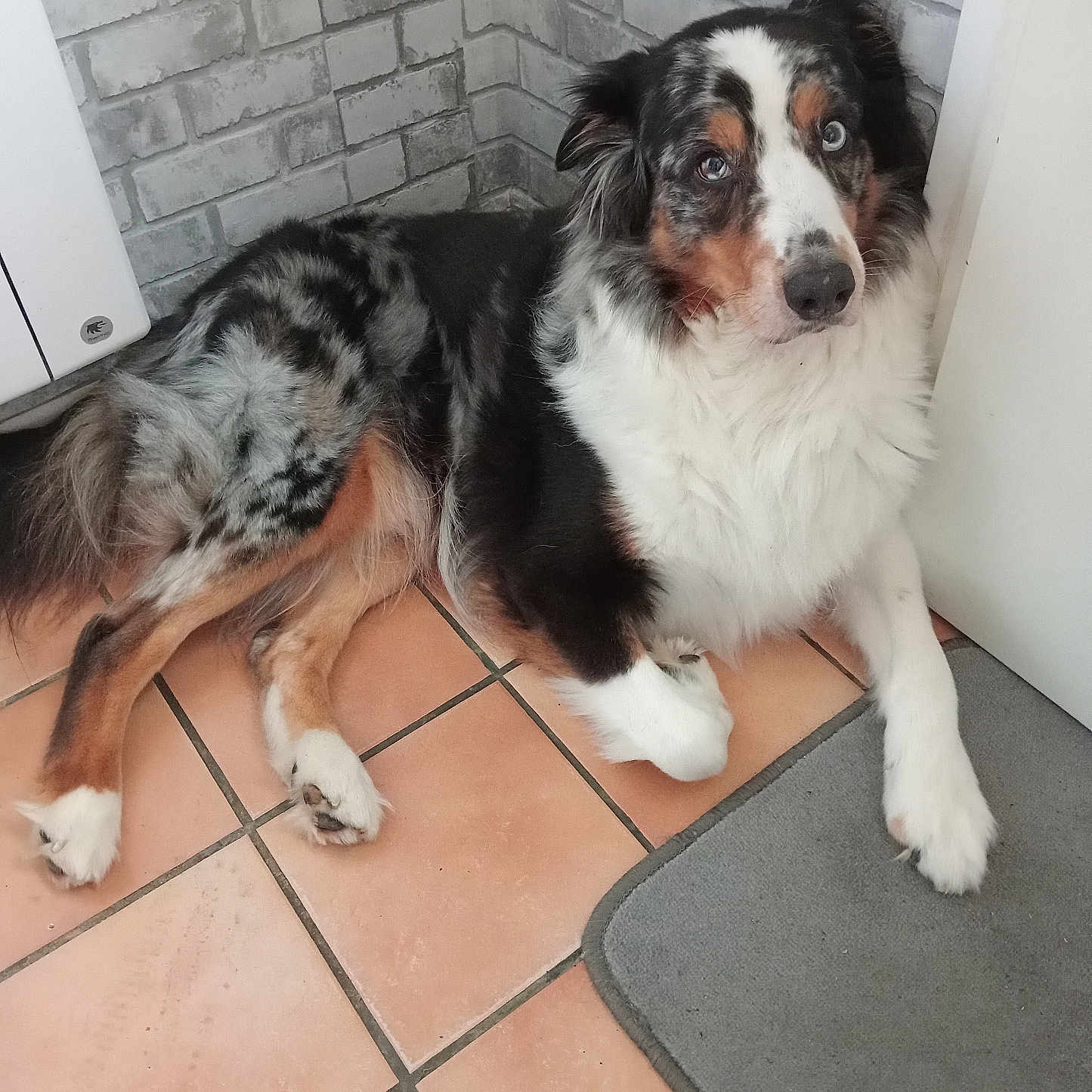 Lupo participe au concours pour gagner de l'argent avec cette photo : animal, australian_shepherd, black_fur, blue_eyes, brown_fur, canine, corner, dog, domestic_animal, floor, fur, gray_mat, gray_wall, indoor, lying_down, pet, resting, tile_floor, wall, white_fur
