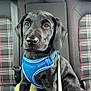 accessories, animal, belt, canine, car, car_interior, carseat, cushion, dog, harness, headrest, homedecor, hound, labradorretriever, leash, pet, pointer, puppy, transportation, vehicle