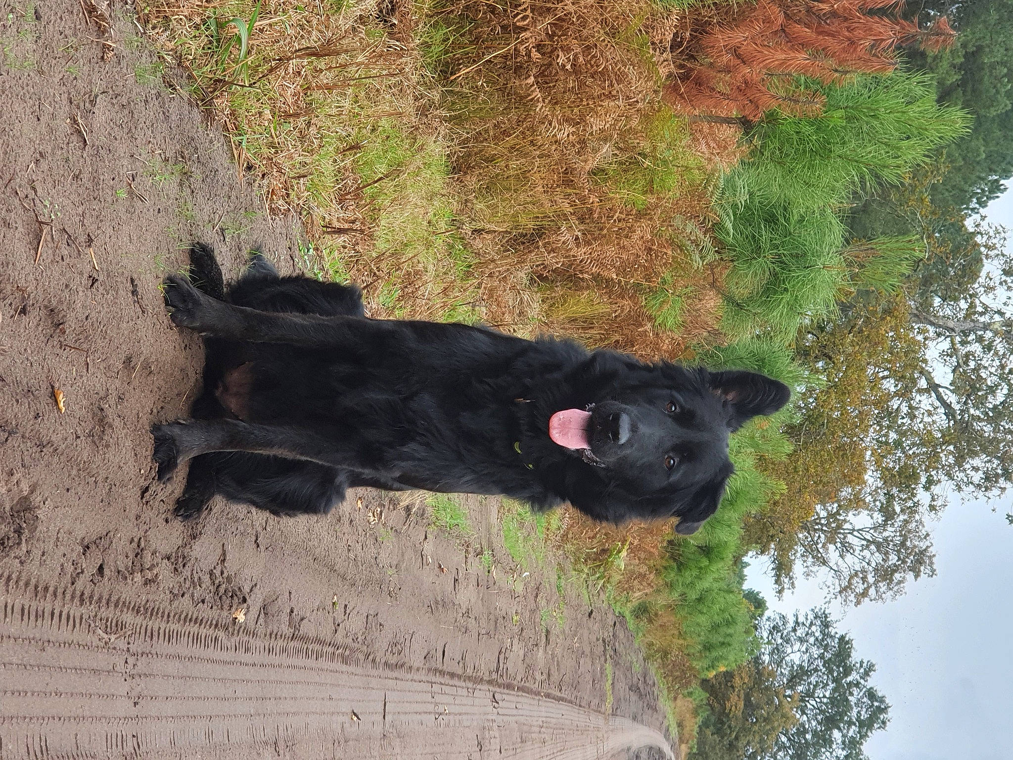 Ritana a rejoint le concours — aidez-le/la à gagner de superbes lots ! american_black_bear, bovine, canidae, carnivore, dog, dog_breed, fur, grass, plant, shadow, snout, soil, sporting_group, tail, terrestrial_animal, tree, trunk, water, wildlife, working_animal