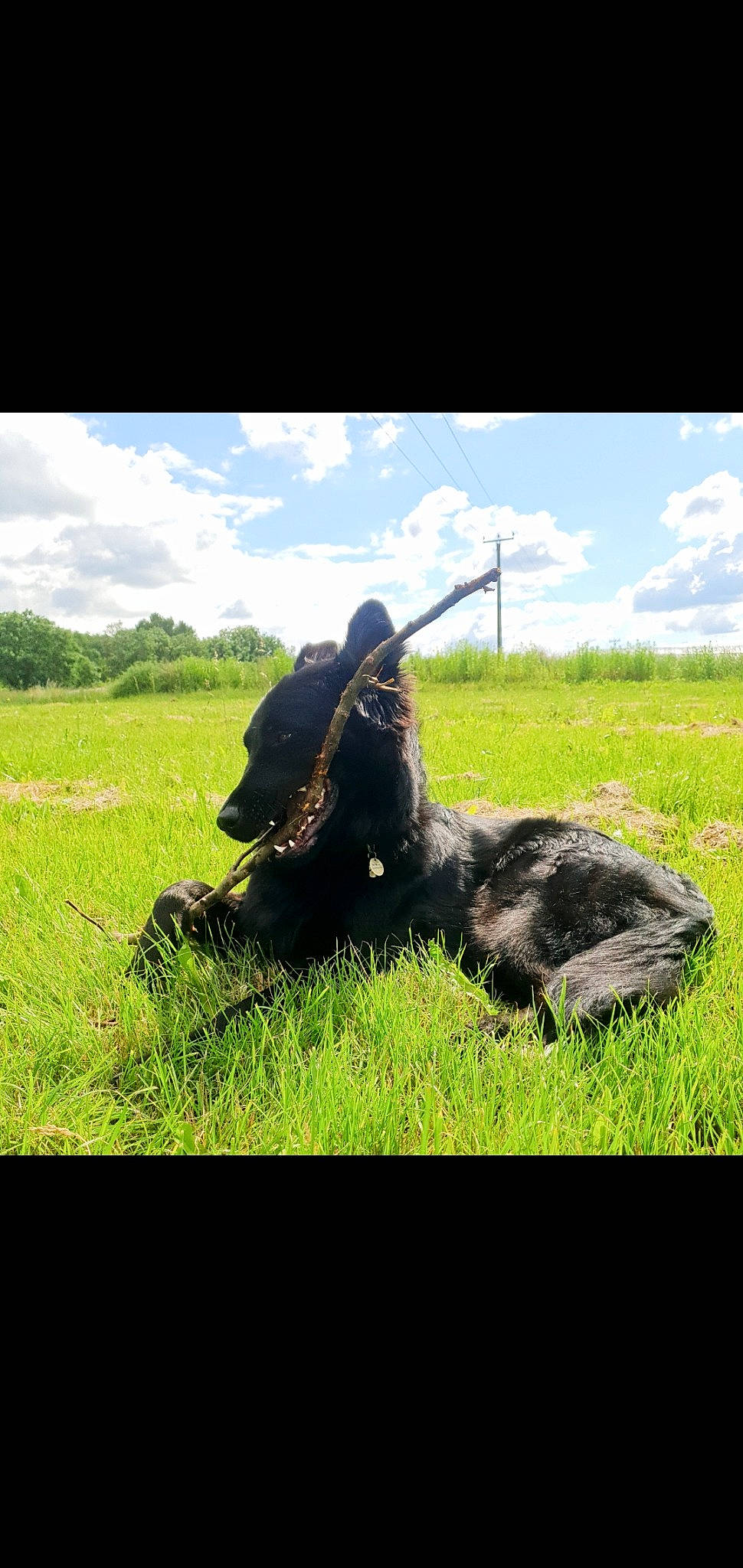 Ritana participe au concours pour gagner de l'argent avec cette photo : cloud, dog_breed, gesture, grass, grassland, happy, hat, landscape, military_camouflage, natural_landscape, pasture, people_in_nature, plant, prairie, sky, soil, soldier, sporting_group, tints_and_shades, tree