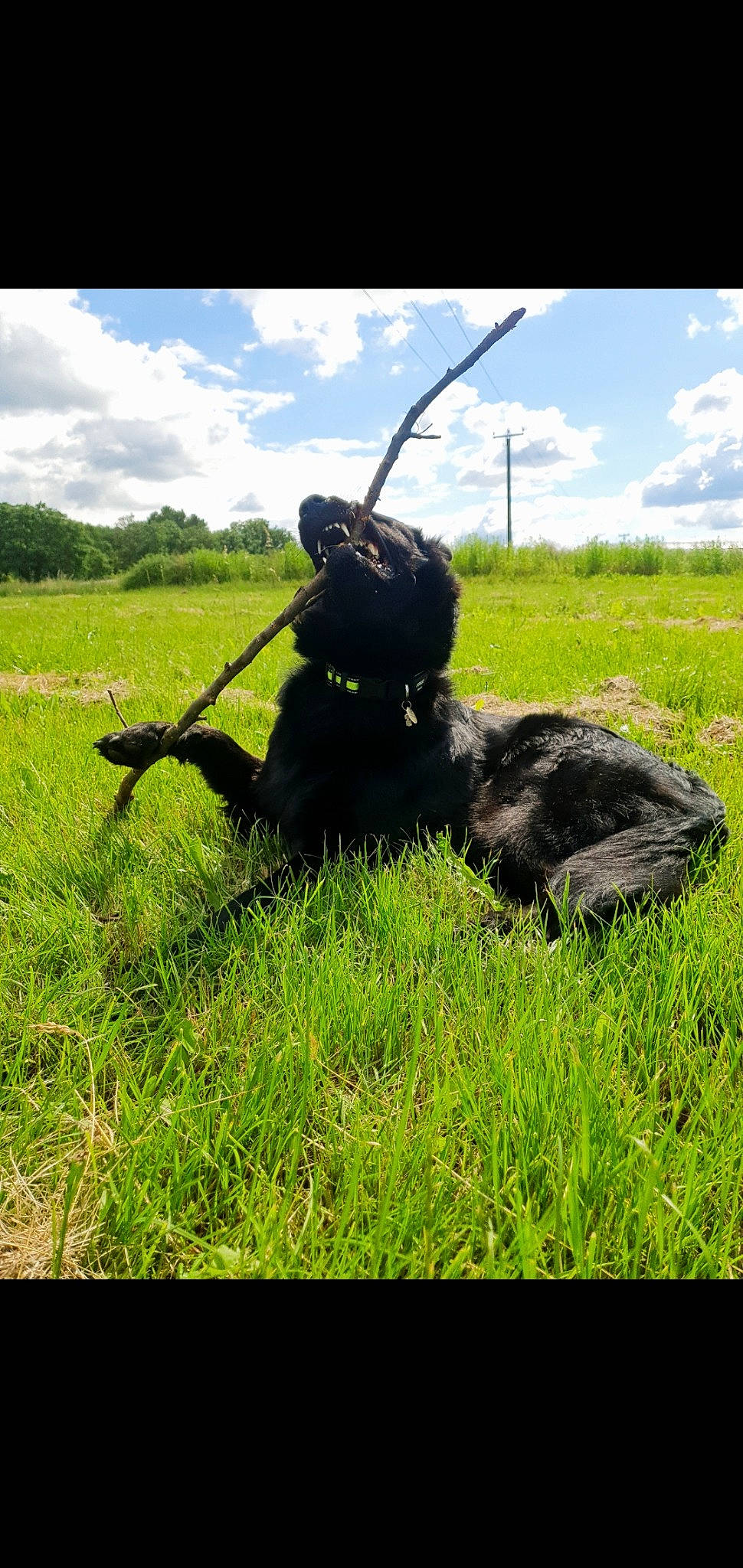 Ritana participe au concours pour gagner de l'argent avec cette photo : canidae, carnivore, cloud, companion_dog, cumulus, dog_breed, grass, grassland, hat, landscape, pasture, people_in_nature, personal_protective_equipment, plant, prairie, sky, sporting_group, terrestrial_animal, tree, working_animal