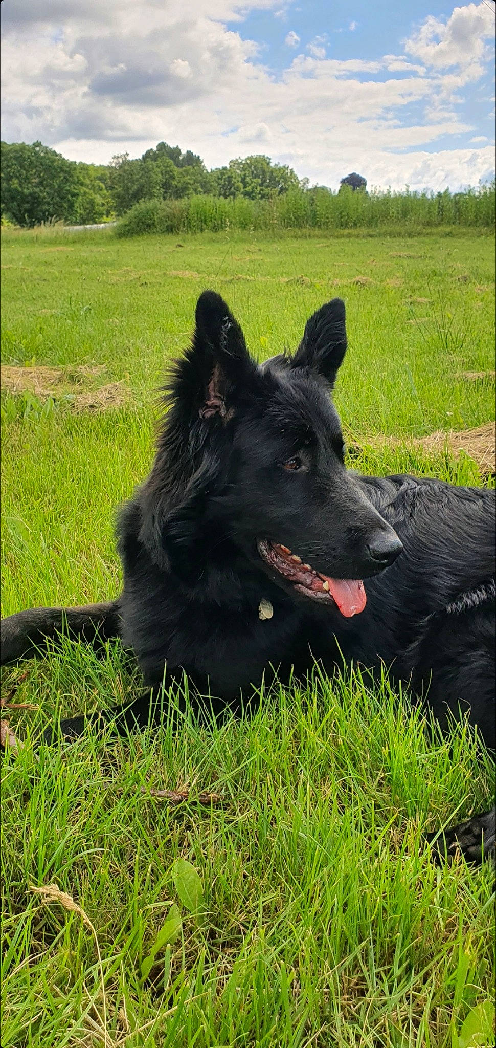 Ritana a rejoint le concours — aidez-le/la à gagner de superbes lots ! borador, canidae, carnivore, cloud, companion_dog, dog, dog_breed, grass, grassland, herding_dog, pasture, plant, sky, snout, sporting_group, tree, working_animal, working_dog