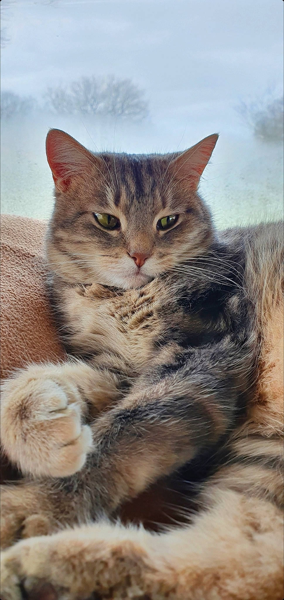 Shiva a rejoint le concours — aidez-le/la à gagner de superbes lots ! carnivore, cat, claw, domestic_short_haired_cat, felidae, fur, paw, small_to_medium_sized_cats, snout, tail, terrestrial_animal, tree, whiskers, wildlife