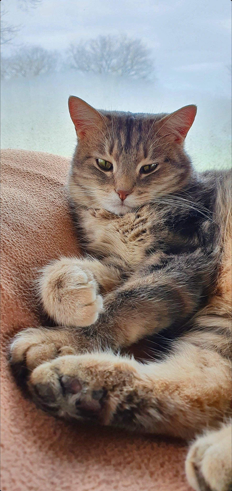 Shiva participe au concours pour gagner de l'argent avec cette photo : carnivore, cat, claw, comfort, domestic_short_haired_cat, felidae, foot, fur, paw, photo_caption, small_to_medium_sized_cats, snout, tail, terrestrial_animal, whiskers, wildlife