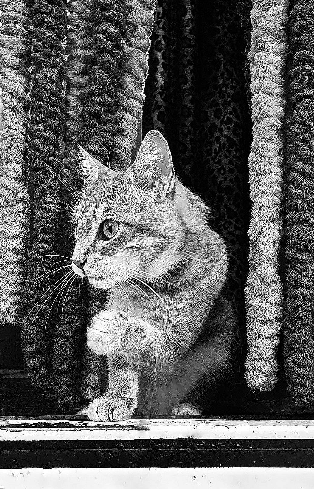 Shiva a rejoint le concours — aidez-le/la à gagner de superbes lots ! art, black_and_white, carnivore, cat, eye, felidae, grey, monochrome, monochrome_photography, organism, plant, small_to_medium_sized_cats, snout, style, tail, tree, trunk, whiskers, window, wood