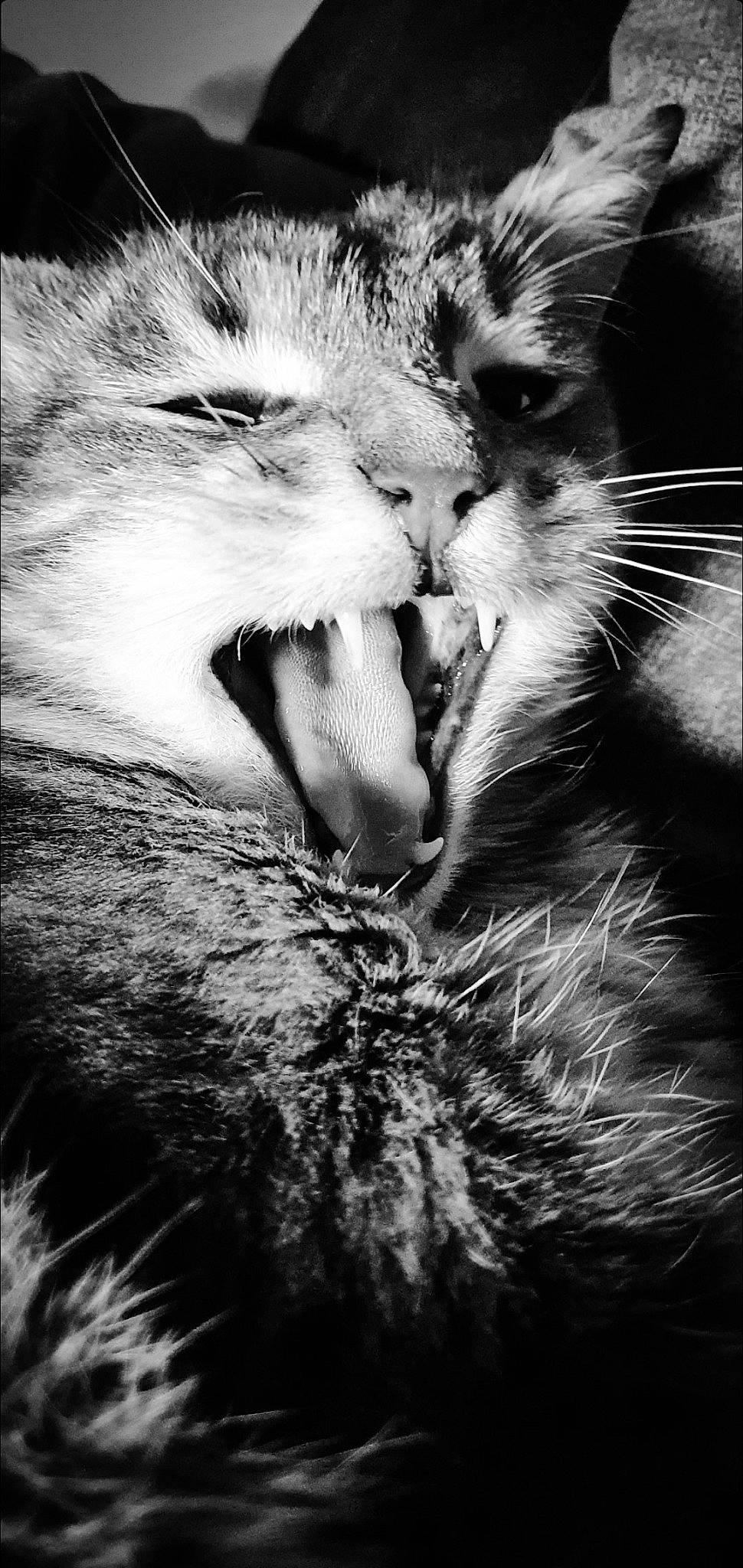 Shiva participe au concours pour gagner de l'argent avec cette photo : black, black_and_white, carnivore, cat, eye, fang, felidae, gesture, grey, happy, iris, monochrome, monochrome_photography, organism, photograph, plant, small_to_medium_sized_cats, style, whiskers, white