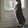 cat, tabby_cat, standing, window, indoor, curious, light, shadow, fur, pet, animal, looking_out, floor, mat, home, quiet, daylight, texture, whiskers, tail