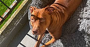 Mila a rejoint le concours — aidez-le/la à gagner de superbes lots ! animal, balcony, brown_dog, canine, cozy, daylight, dog, domestic_pet, fence, gray_bed, looking_up, outdoor, pet, quiet, relaxation, resting, shadows, summer, sunlight, tile_floor