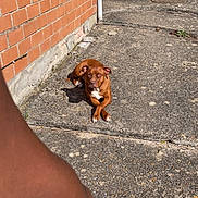 Mila a rejoint le concours — aidez-le/la à gagner de superbes lots ! animal, brick_wall, brown_dog, crossed_paws, dog, foreground_arm, garden, house, lying_down, mailbox, outdoor, pavement, pet, pit_bull, portrait, residential, shadow, shrubbery, sidewalk, sunlight