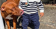 Mila a rejoint le concours — aidez-le/la à gagner de superbes lots ! braided_hair, brown_dog, child, companion, cute, dog, doorway, house, leash, outdoor, pacifier, pet, portrait, sidewalk, sneakers, standing, striped_sweater, sunlight, toddler, white_chest