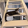cat, tabby_cat, stairs, indoor, white_stairs, relaxed, pet, home, floor, modern_interior, animal, feline, resting, paw, tail, wooden_stairs, household, window, railing, tile_floor