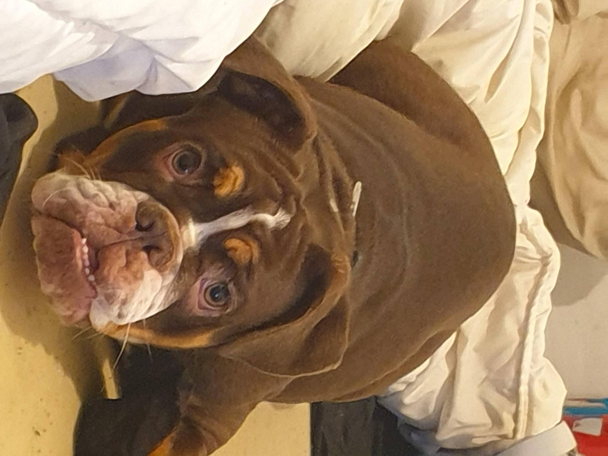 Taiga a rejoint le concours — aidez-le/la à gagner de superbes lots ! comfort, fish, jaw, personal_protective_equipment, seafood, sleeve, sunglasses, terrestrial_animal, whiskers, working_animal, wrinkle