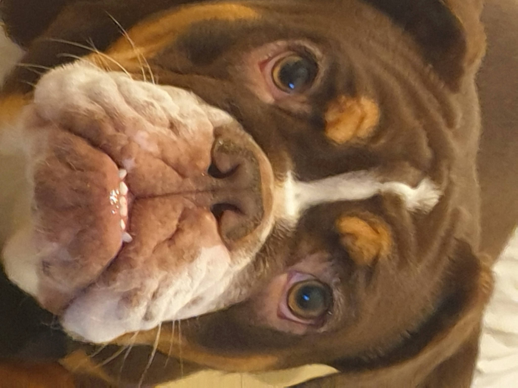 Taiga a rejoint le concours — aidez-le/la à gagner de superbes lots ! art, canidae, carnivore, close_up, companion_dog, dog, dog_breed, ear, eye, fawn, jaw, liver, nose, snout, sporting_group, terrestrial_animal, whiskers, window, working_animal, wrinkle