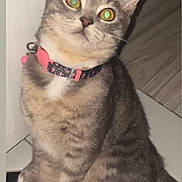 Mya is registered to the contest to win money with this photo: cat, tabby, pet, collar, pink, floor, tile, indoor, animal, sitting, curious, whiskers, ears, feline, cute, domestic, fur, paws, looking_up, house