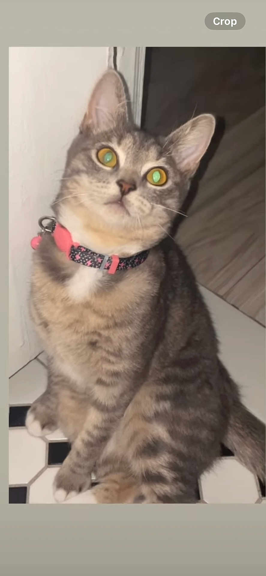 Mya is registered to the contest to win money with this photo: cat, tabby, pet, collar, pink, floor, tile, indoor, animal, sitting, curious, whiskers, ears, feline, cute, domestic, fur, paws, looking_up, house