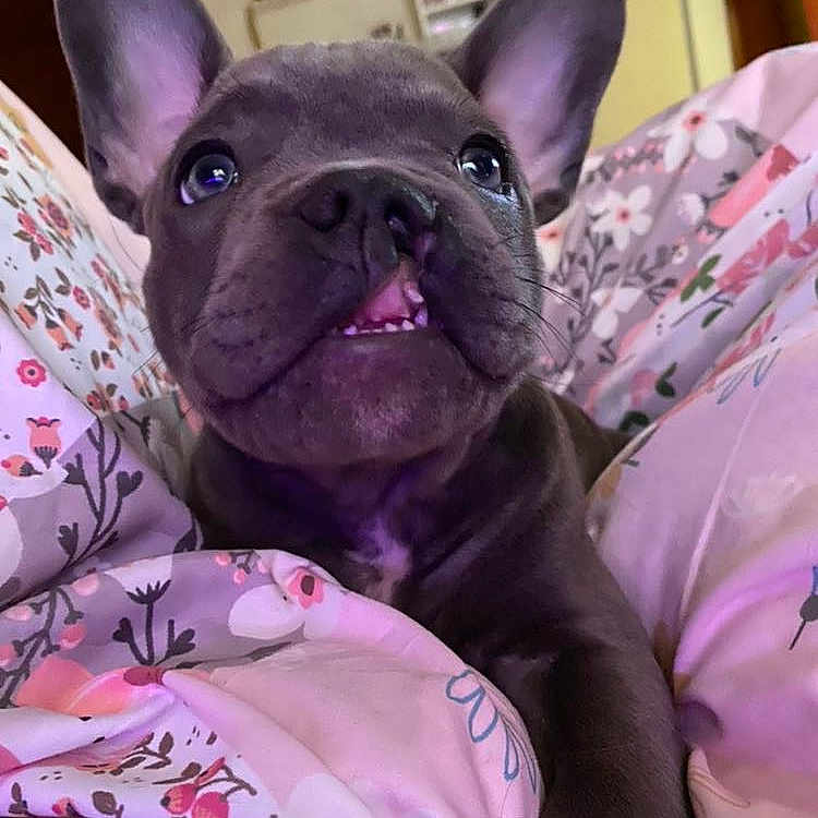 Draco