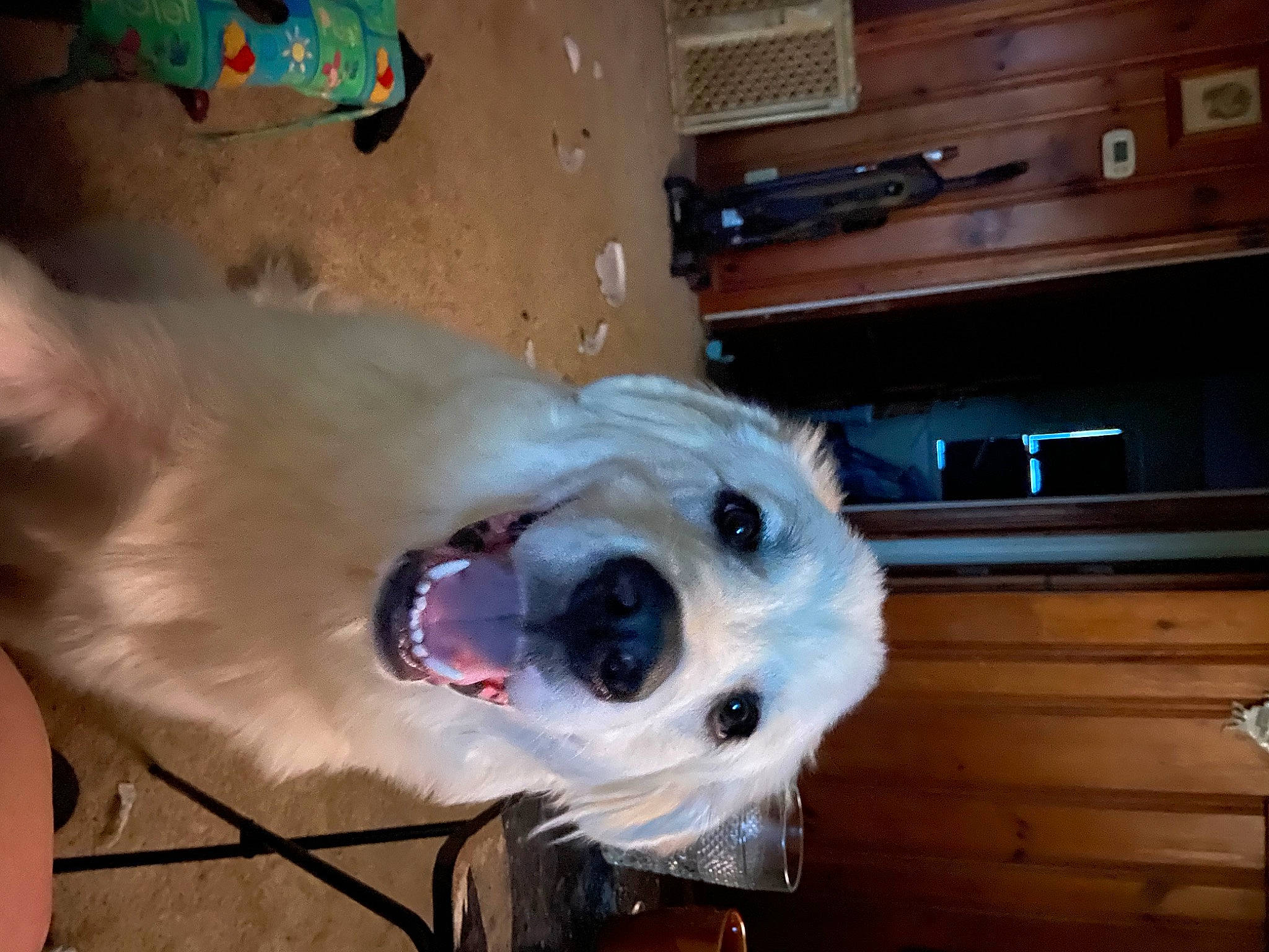 River is registered to the contest to win money with this photo: cabinetry, carnivore, collar, companion_dog, dog, dog_breed, dog_collar, dog_supply, drawer, fawn, fur, hardwood, kitchen_appliance, mammal, snout, toy_dog, whiskers, wood, wood_stain, working_animal