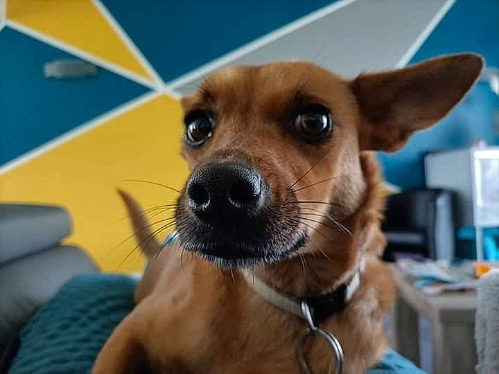 Pop participe au concours pour gagner de l'argent avec cette photo : canidae, carnivore, clock, collar, companion_dog, dog, dog_breed, dog_collar, ear, eye, fawn, flooring, fur, head, snout, sporting_group, terrestrial_animal, toy_dog, whiskers, working_animal