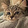 Apéro a rejoint le concours — aidez-le/la à gagner de superbes lots ! bed, blanket, cat, close_up, cozy, cute, ears, eyes, face, fluffy, fur, indoor, mammal, nose, pet, portrait, relaxed, staring, tabby, whiskers