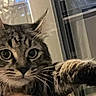 animal, cat, close_up, cozy, cute, dramatic, eyes, feline, funny, fur, home, indoors, paws, pet, photography, portrait, staring, striped_fur, tabby, whiskers