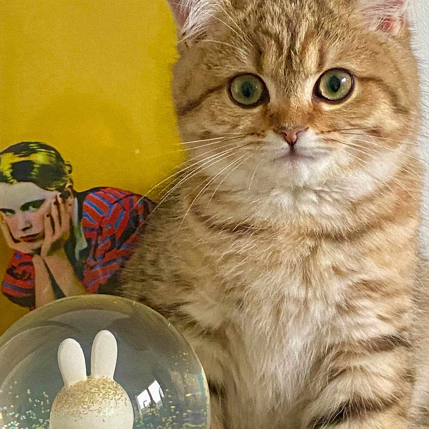 Verdi participe au concours pour gagner de l'argent avec cette photo : animal, bunny_figure, close_up, curious, cute, decor, feline, fluffy, indoor, kitten, pet, pop_art, portrait, poster, snow_globe, tabby_cat, toy, whiskers, wide_eyes, yellow_background
