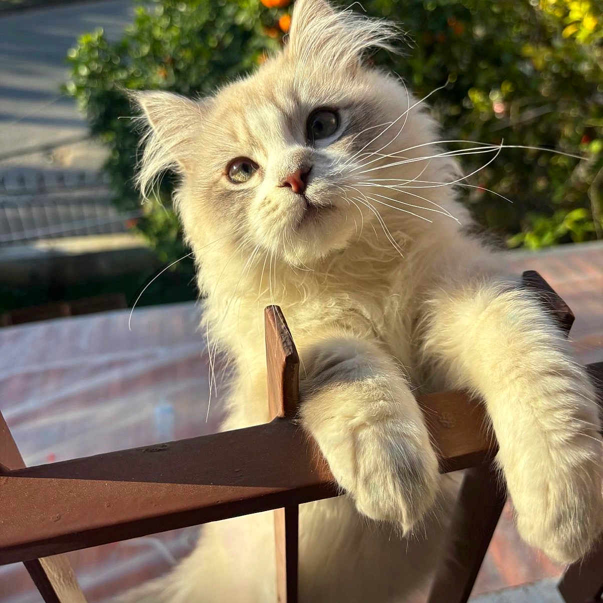 Sukkar joined the competition — help win amazing prizes! blue_eyes, cat, close_up, curious, cute, domestic_animal, fence, fluffy_cat, garden, green_leaves, orange_tree, outdoor, paws, pet, portrait, railing, soft_texture, sunlight, whiskers, white_fur
