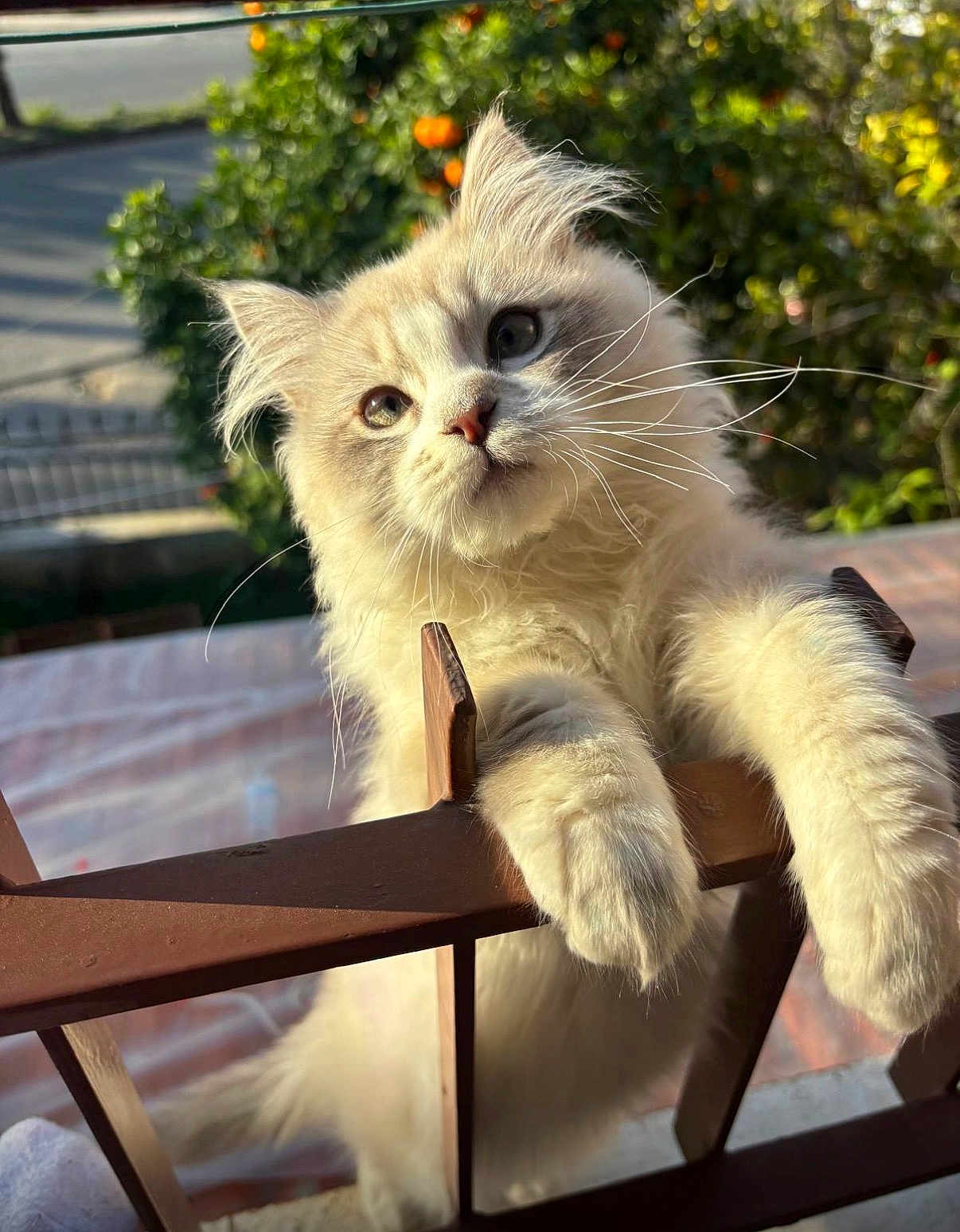 Sukkar joined the competition — help win amazing prizes! cat, fluffy_cat, whiskers, paws, railing, sunlight, outdoor, garden, orange_tree, green_leaves, close_up, portrait, cute, pet, fence, curious, white_fur, blue_eyes, soft_texture, domestic_animal