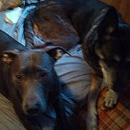 Tyron participe au concours pour gagner de l'argent avec cette photo : dog, two_dogs, lying_down, resting, looking_at_camera, couch, blanket, pillow, plaid_pillow, wood_paneling, indoor, pet, companion_animal, muzzle, paw, snout, close_up, dim_lighting, blurred, cozy