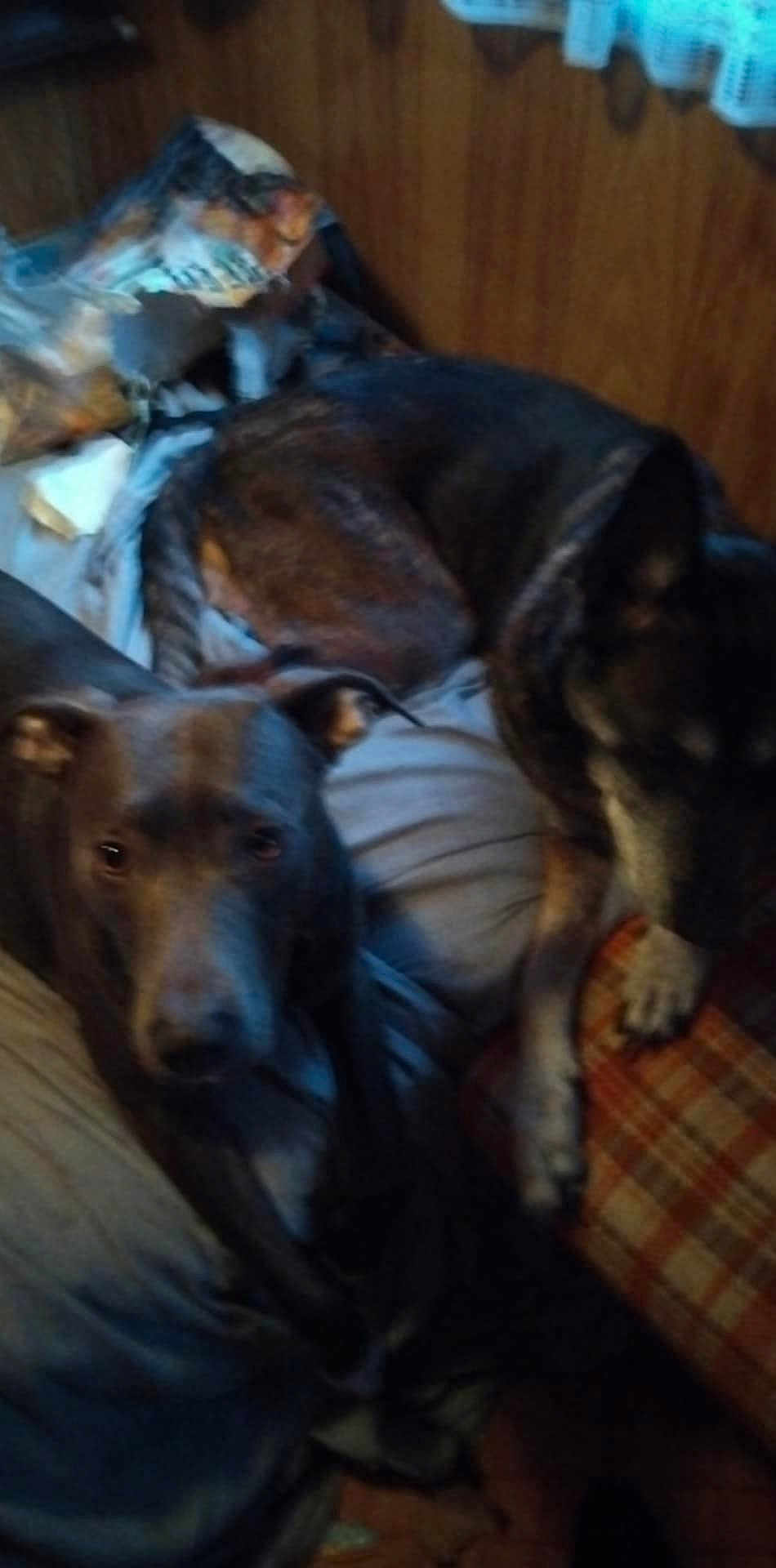 Tyron participe au concours pour gagner de l'argent avec cette photo : dog, two_dogs, lying_down, resting, looking_at_camera, couch, blanket, pillow, plaid_pillow, wood_paneling, indoor, pet, companion_animal, muzzle, paw, snout, close_up, dim_lighting, blurred, cozy