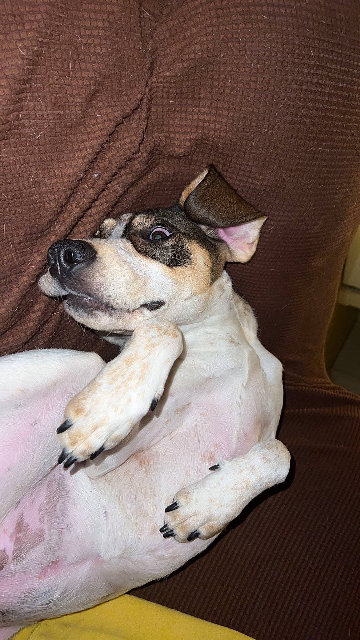 Sayge joined the competition — help win amazing prizes! canidae, carnivore, comfort, companion_dog, dog, dog_breed, dog_supply, fawn, fur, linens, non_sporting_group, paw, snout, sporting_group, toy_dog, whiskers, working_animal