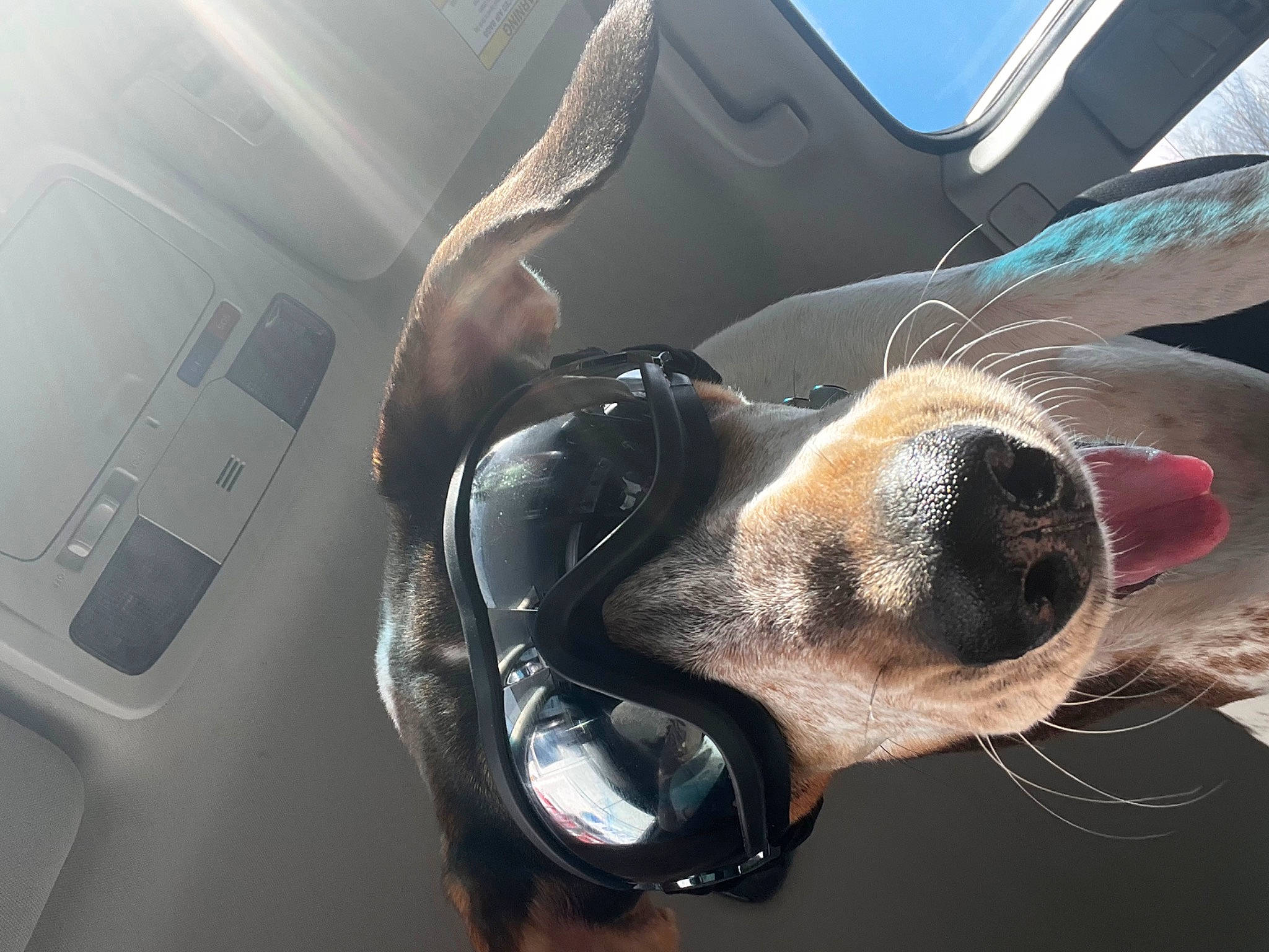 Sayge joined the competition — help win amazing prizes! automotive_design, automotive_exterior, automotive_lighting, automotive_mirror, carnivore, dog, dog_breed, eyewear, family_car, fawn, hood, motor_vehicle, personal_luxury_car, snout, vehicle, vehicle_door, whiskers, window, windshield, working_animal
