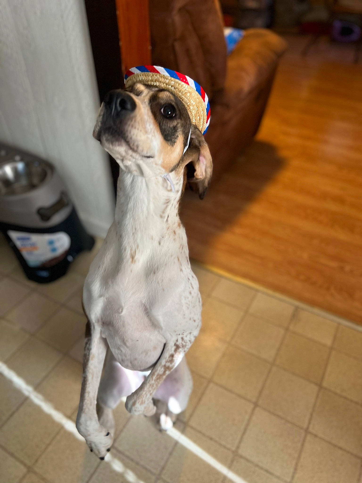 Sayge is registered to the contest to win money with this photo: carnivore, collar, companion_dog, dog, dog_breed, dog_clothes, dog_collar, dog_supply, fawn, floor, flooring, hardwood, leash, pet_supply, snout, tail, tile_flooring, toy_dog, wood, working_animal