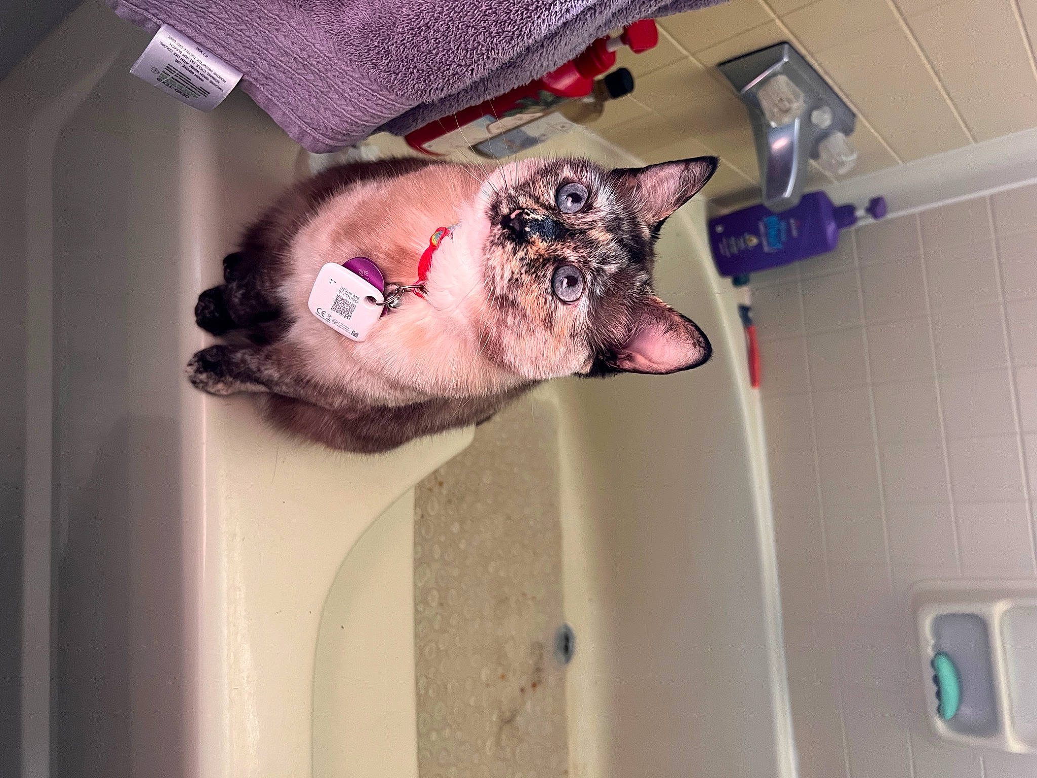 Opal joined the competition — help win amazing prizes! bathroom, bathtub, carnivore, cat, domestic_short_haired_cat, fawn, felidae, flesh, fur, room, small_to_medium_sized_cats, snout, tail, whiskers