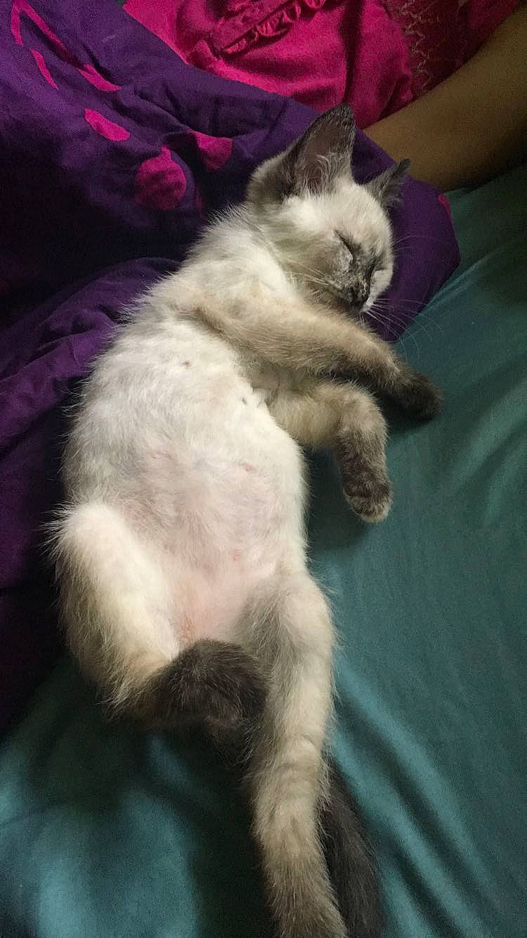 Opal is registered to the contest to win money with this photo: birman, carnivore, cat, claw, comfort, fawn, felidae, fur, magenta, paw, ragdoll, siamese, small_to_medium_sized_cats, tail, terrestrial_animal, whiskers