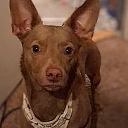 Brody is registered to the contest to win money with this photo: dog, brown_dog, pet, indoor, carpet, harness, ears, animal, canine, portrait, looking_at_camera, curious, household, domestic_animal, floor, mammal, companion, pet_accessory, standing, close_up